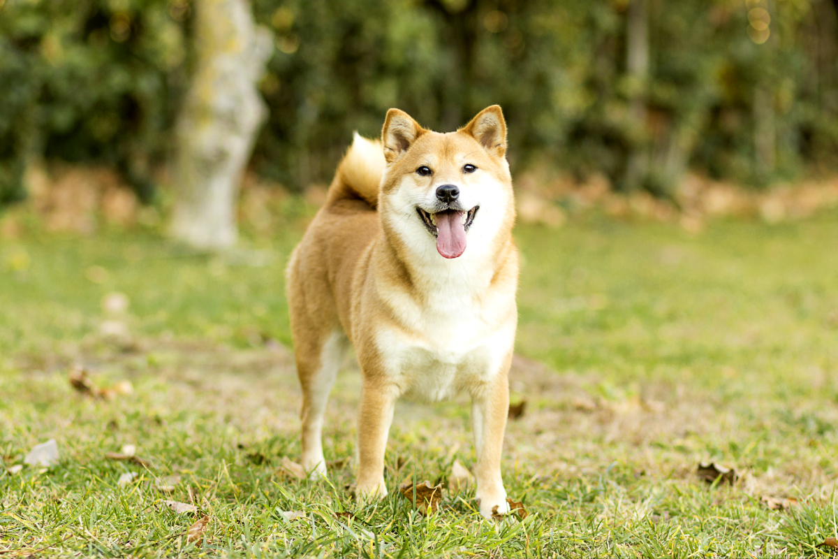 El Akita Pequeño es una joya entre las razas de perros. Su encanto y personalidad cautivan a quienes tienen el privilegio de compartir sus días con estos magníficos compañeros peludos.